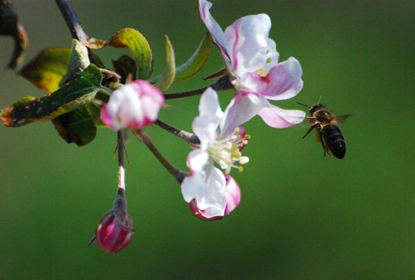 abeille-web-600-417